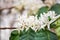 White coffee flowers in green leaves tree plantation close up