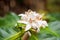 White coffee flowers in green leaves tree plantation close up