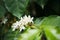 White coffee flowers in green leaves tree plantation close up