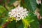 White coffee flowers in green leaves tree plantation close up