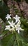 White coffee flowers on plant