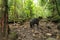 A white collar peccary, Pecari tajacu, looking for food on the muddy ground in a tropical forest