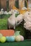 White collared dove closeup among colored Easter eggs and spring flowers