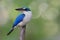 White collared kingfisher beautiful blue and white bird in lovely action