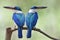 White-collared kingfishers in mating season, fascinated blue bird with large beaks perching together