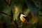 White-collared Manakin, Manacus candei, blyck white yellow tropic bird, Costa Rica, Central America. Forest bird, wildlife scene