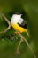 White-collared Manakin, Manacus candei, rare bizar bird, Nelize, Central America. Forest bird, wildlife scene from nature. White a