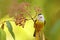 White-collared Manakin, Manacus candei, rare bizar bird, Nelize, Central America. Forest bird, wildlife scene from nature. White a