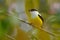 White-collared Manakin, Manacus candei, rare bizar bird, Nelize, Central America. Forest bird, wildlife scene from nature. White a