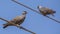 White-collared Pigeon on Electric Wire