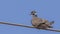 White-collared Pigeon on Electric Wire