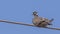White-collared Pigeon on Wire