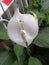 White color Anthurium flower