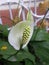 White color Anthurium flower with yellow spadix