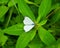 White Color Butterfly