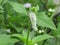 A white color butterfly searching for nectar on top of purple flower