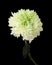 White color chrysanthemums flower on black wall vertical background. Minimalist still life