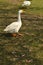 A white color duck walking,roaming around at garden, lawn at winter foggy morning