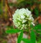 White color flower with Green blurry Leaf