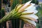 White color flower of Hybrid Torch Cactus