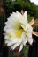 White color flower of Hybrid Torch Cactus