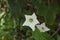 A white color flower of an Ivy Gourd vine (Coccinia Grandis)