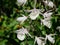 White color flower of native orchid in Thailand