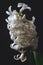 White color hyacinth flower isolated on black background.