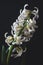 White color hyacinth flower isolated on black background.