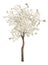 White color isolated blooming apple tree