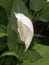 White color Lace leaf flower in garden