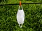 White color reusable mask hung for drying after washing  against green backgroundâ€“ covid 19 context