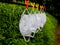 White color reusable mask hung for drying after washing  against green backgroundâ€“ covid 19 context