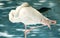 White color swan or heron bird