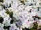 White color of Sweet Summer Fantasy Phlox flowers