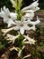 White color tuberose flower on the green trees and green background