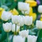 White color tulip flower