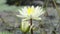 White color water lily or Nymphaeaceae in a pond