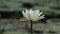 White color water lily or Nymphaeaceae in a pond