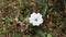 A white color wildflower blooms on a wild vine which is spread ground level