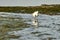 White colored egret in a shallow lake