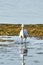 White colored egret in a shallow lake