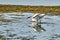 White colored egret in a shallow lake