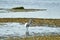 White colored egret in a shallow lake
