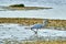 White colored egret in a shallow lake