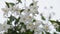 White colored flowers of nature