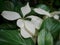 White colored of Mussaenda Pubescens flower