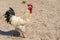 White-colored proud and elegant rooster showing its like a boss power on a farm