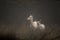 White colored red deer, Cervus elaphus, female and fawn standing in the early morning fog. Jaegersborg Dyrehave, the