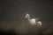 White colored red deer, Cervus elaphus, female and fawn standing in the early morning fog. Jaegersborg Dyrehave, the